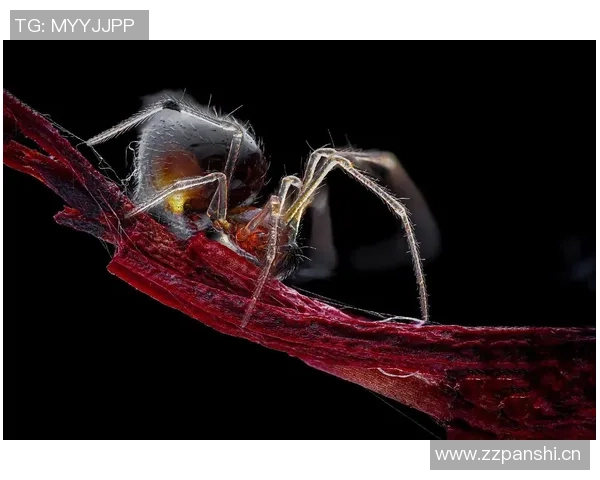 世体称小蜘蛛表现让巴萨兴趣降温